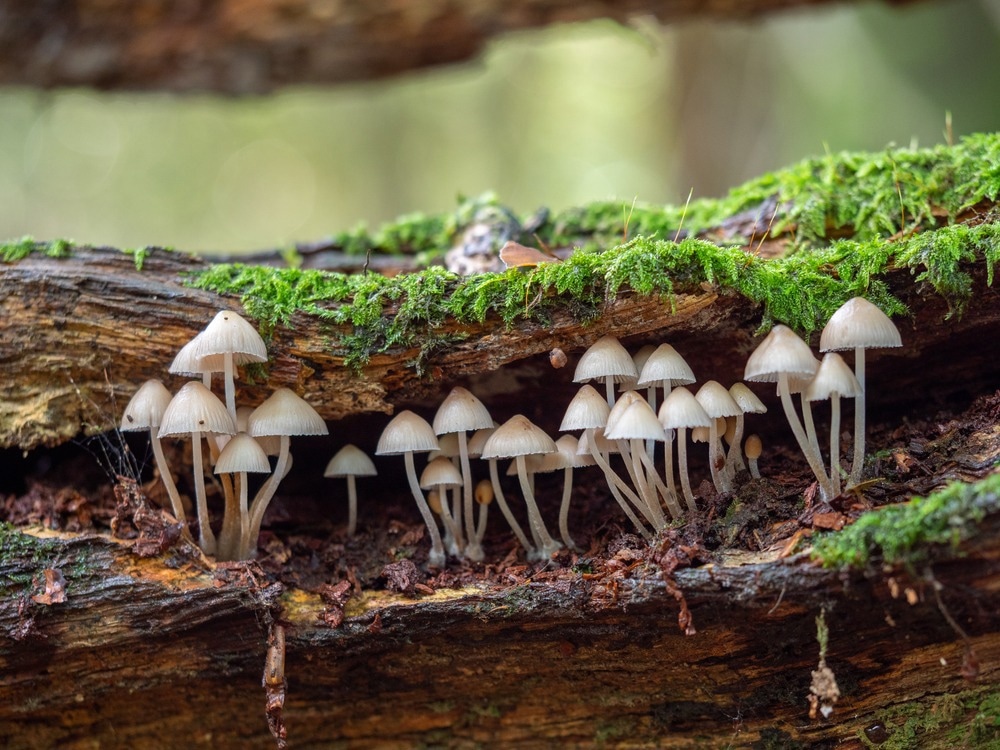 White Mushroom / Fungi in Wood Bonnet Fungi in Wood