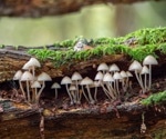Exploring the Probiotic Potential of Fungi in Food Production