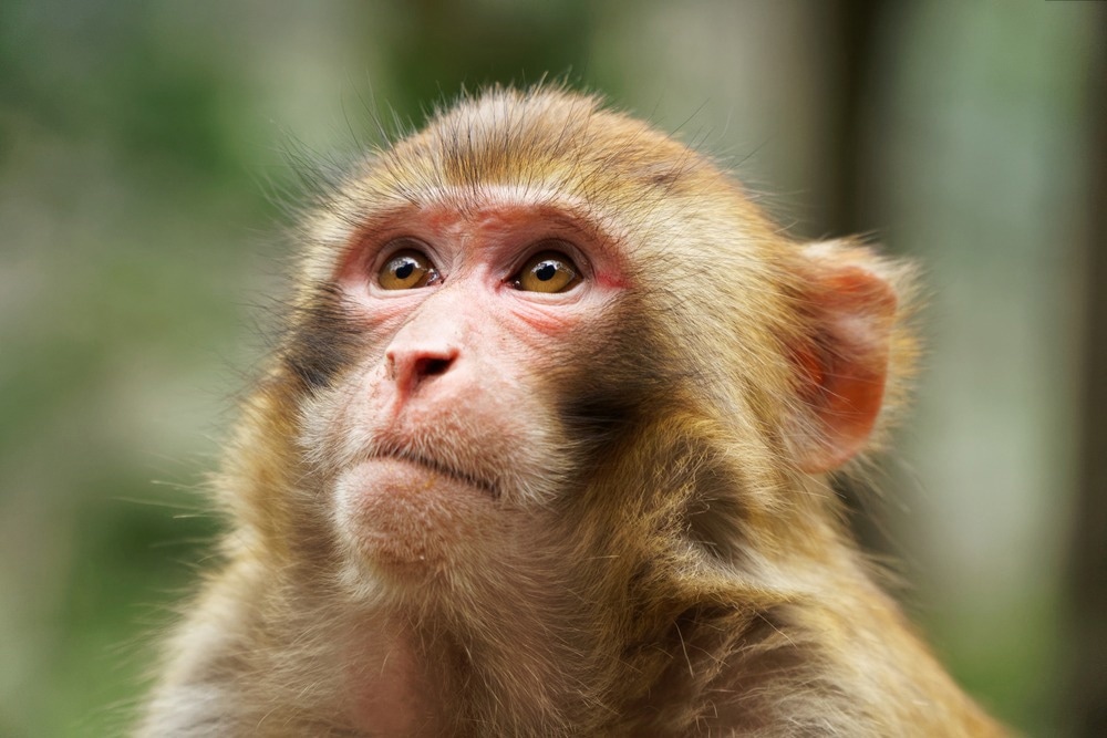 Face of Rhesus Macaque Monkeys