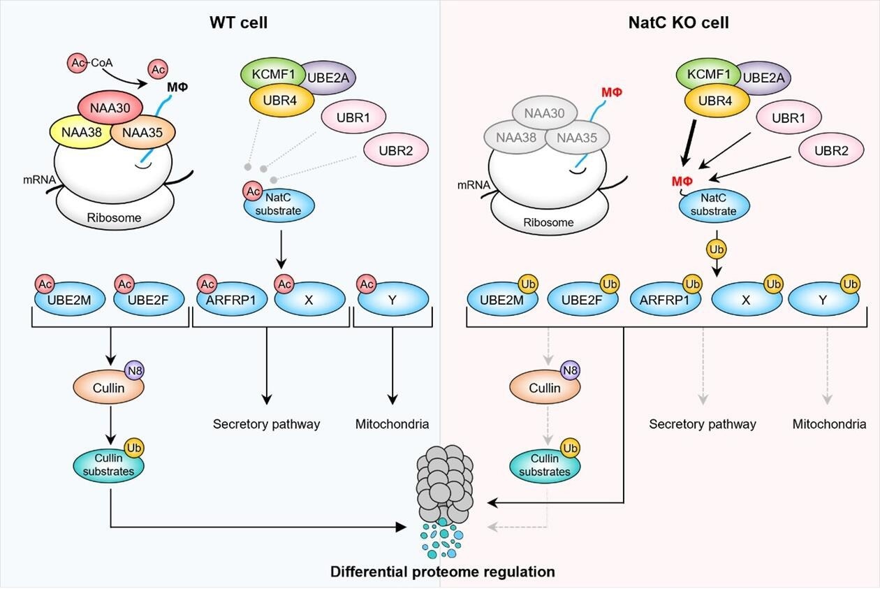 Unlocking the Mystery of N-Terminal Acetylation’s Impact on Protein Degradation