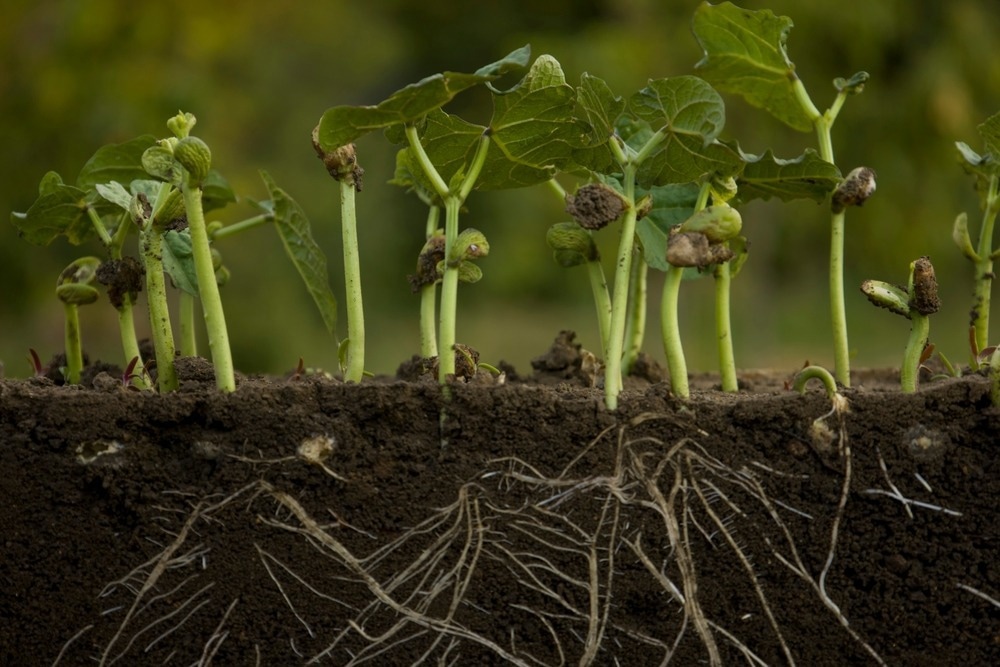 Image Credit: malshkoff/Shutterstock.com
