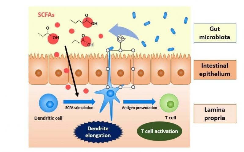 The Adaptable World of Dendritic Cells in Immunity