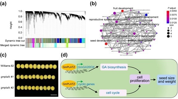 Developing New Strategies for Soybean Molecular Breeding