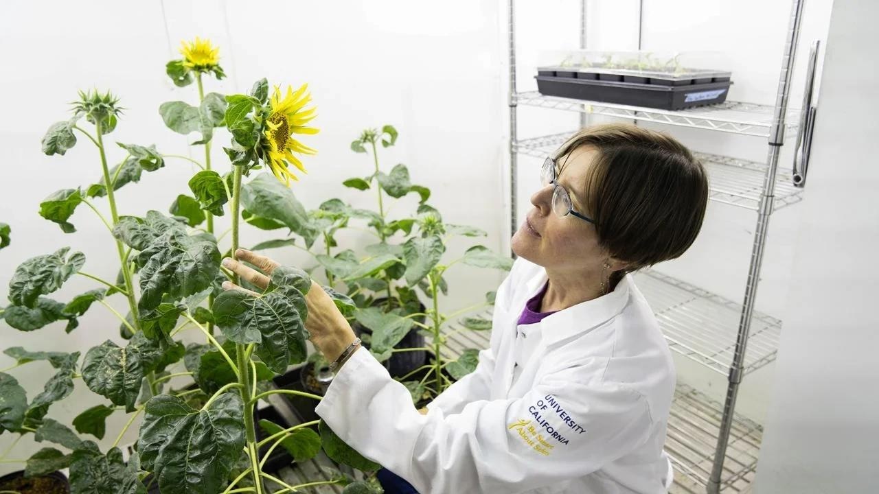 Sunflowers’ Unique Sun-Tracking Mechanism Unveiled