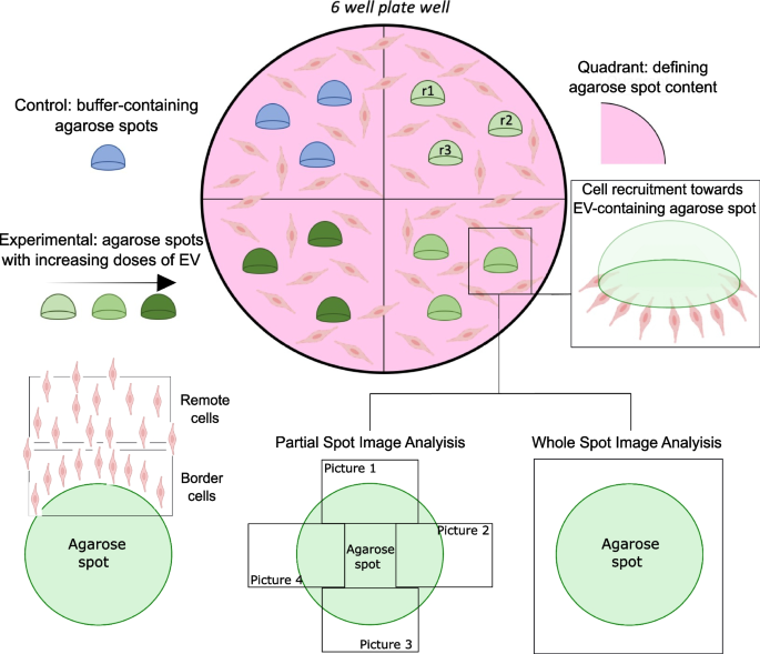 Exploring the Role of Extracellular Vesicles in Cellular Communication
