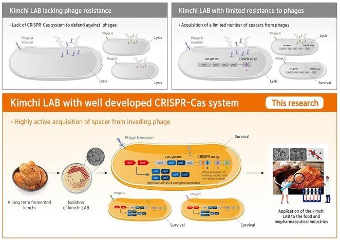 The Dominant Phage-Resistant LAB in Long-Term Kimchi Fermentation