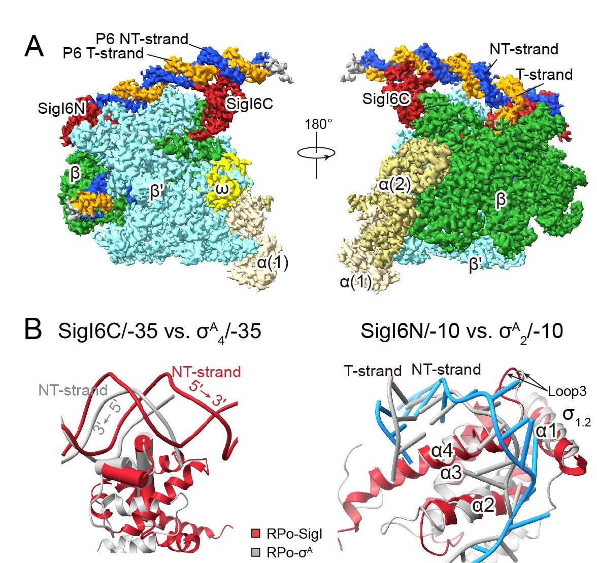 Unlocking the Secrets of Bacterial Transcription