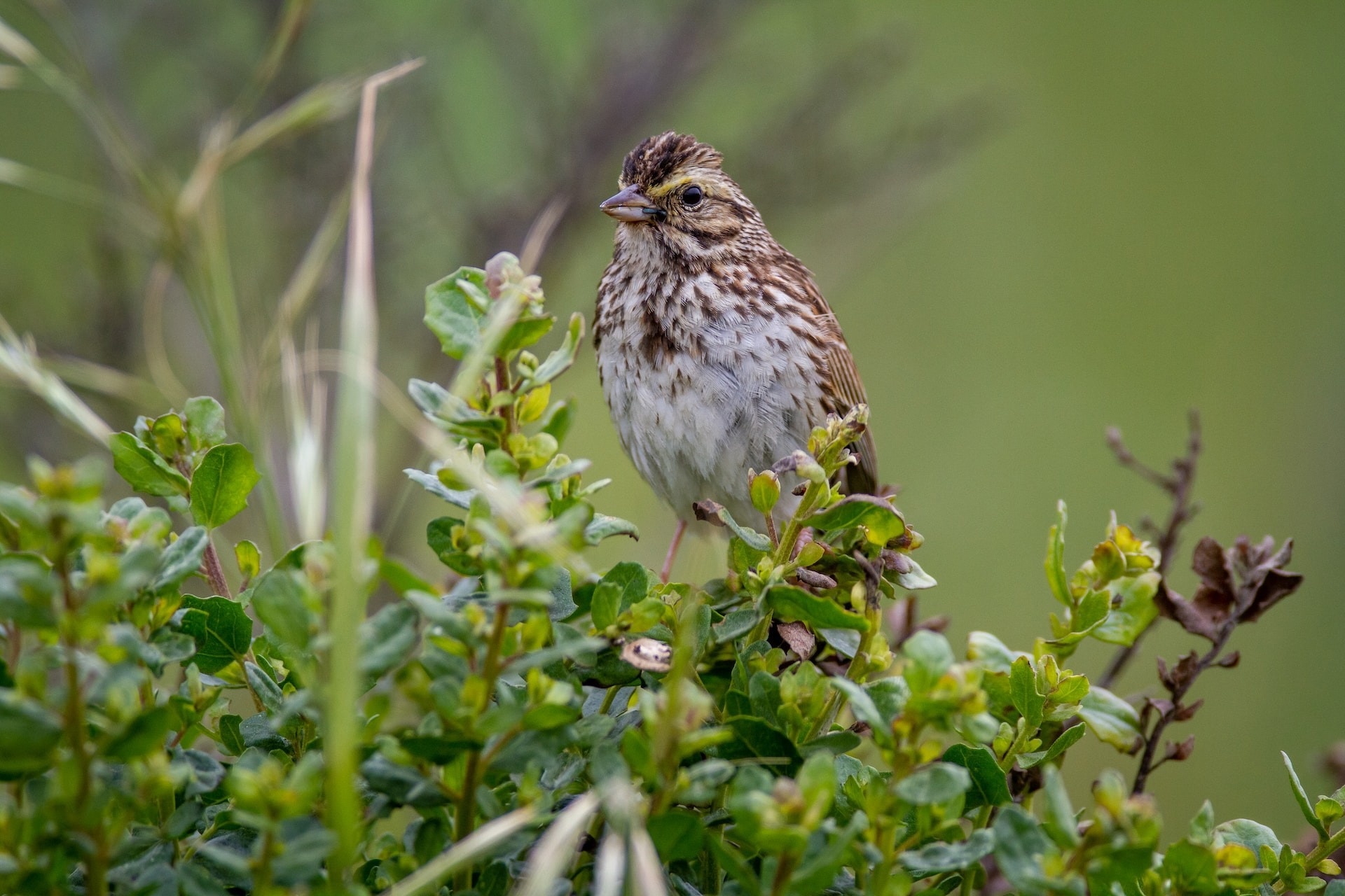 Genomic Sequencing Reveals Songbird’s Secrets