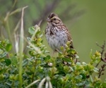 Genomic Sequencing Reveals Songbird’s Secrets
