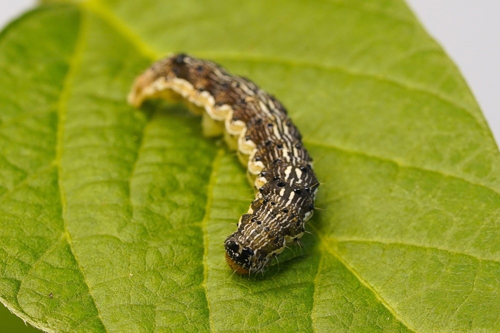 Image Credit: Maurien trabbold/Shutterstock.com