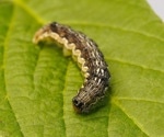 Distinctive Taste Receptors Between a Moth’s Larval and Adult Stages