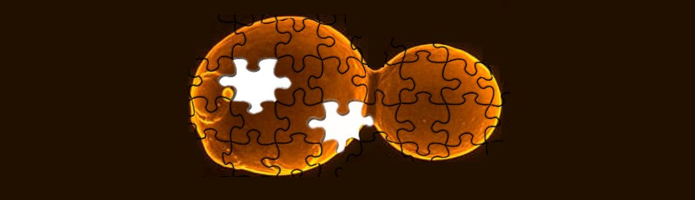 Scientists Forge a Path to the World’s First Synthetic Yeast Genome