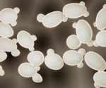 Scientists Forge a Path to the World’s First Synthetic Yeast Genome