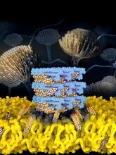 Researchers Develop Novel Antifungal Drug with Potential to Save Lives
