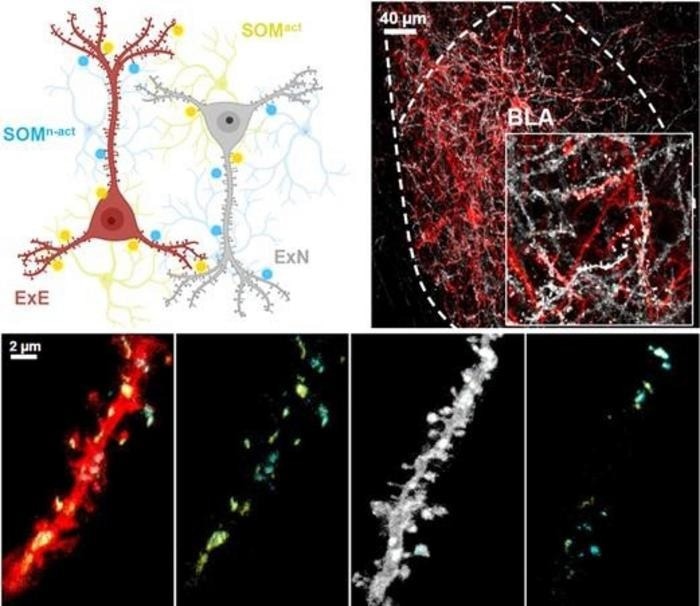 Role of Inhibitory Interneurons in Memory Expression
