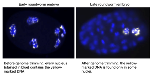 Dissecting the Mechanisms Behind Selective Genomic Editing