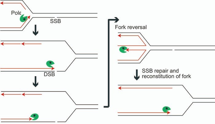 Tokyo Metropolitan University Researchers Decode DNA Repair Mechanisms