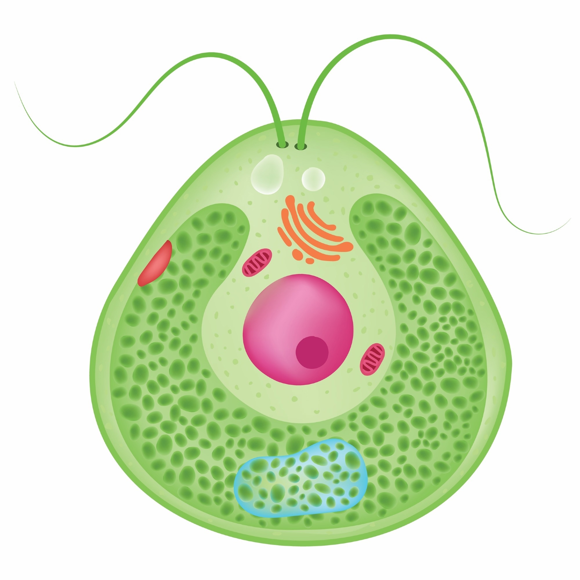 Chlamydomonas is a haploid unicellular eukaryote.