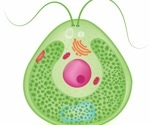 A Surprising Control Mechanism of Chlamydomonas Cell Division