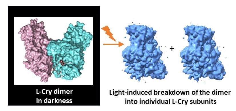 Unraveling the Mystery of L-Cry: A Distinctive Cryptochrome Protein