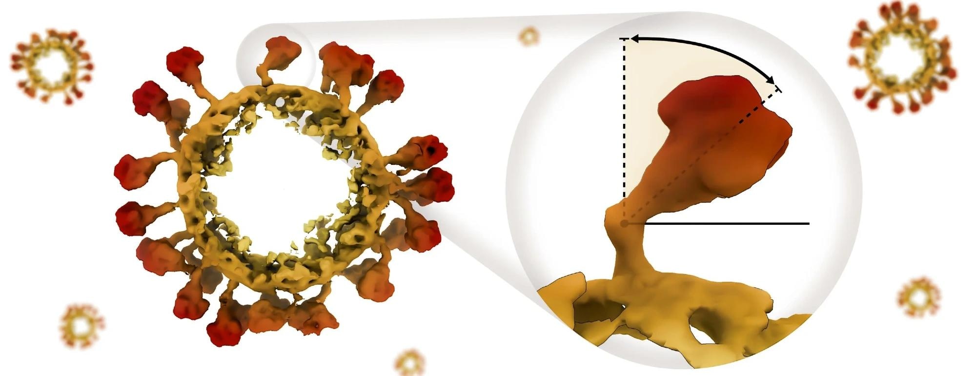 Structural Insights Into Coronavirus Spike Proteins