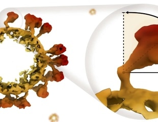 Structural Insights Into Coronavirus Spike Proteins