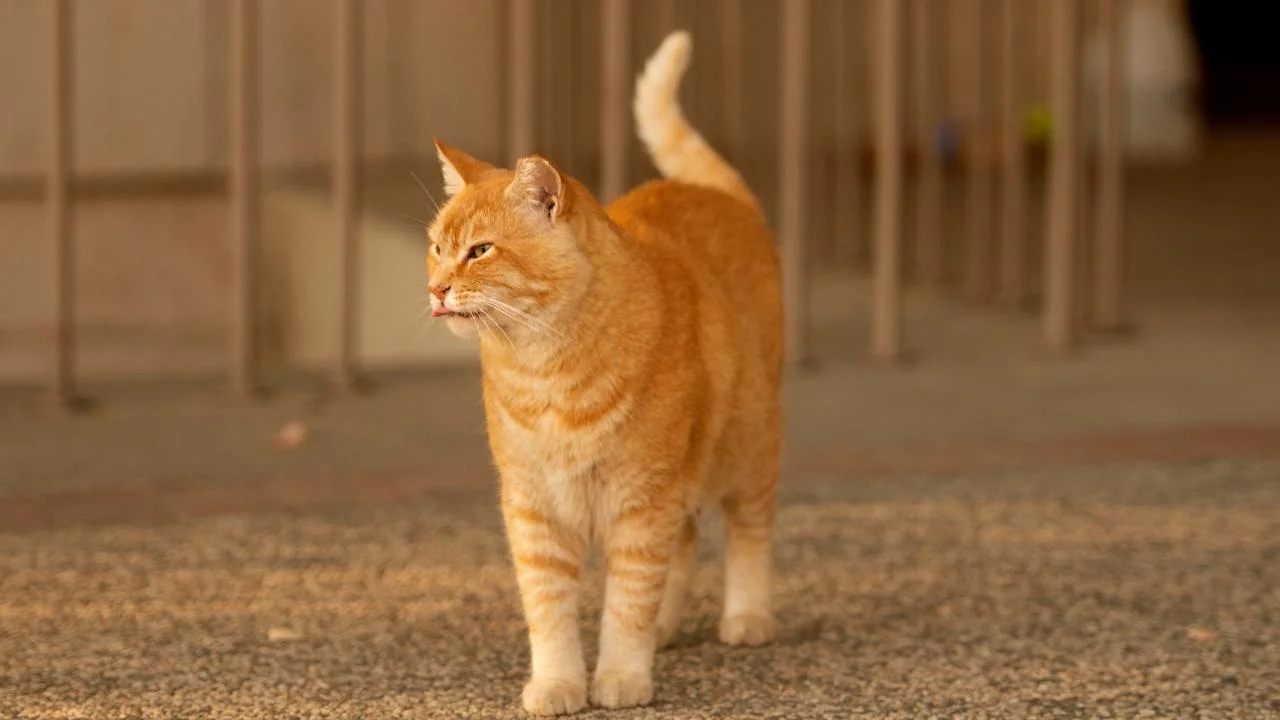 Uncovering the Bacterial Basis of Cat Scent Signals