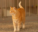 Uncovering the Bacterial Basis of Cat Scent Signals