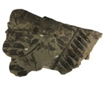 Cycads and Dinosaurs: A Symbiotic Tale Unearthed