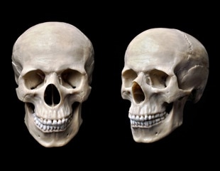Insights Into the Genetic Landscape of Human Head Shape