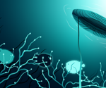 Unveiling the Cerebellar Nuclei’s Role in Associative Learning