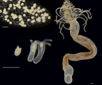 Early Life Host Control Shapes Sea Anemone Microbiome Composition