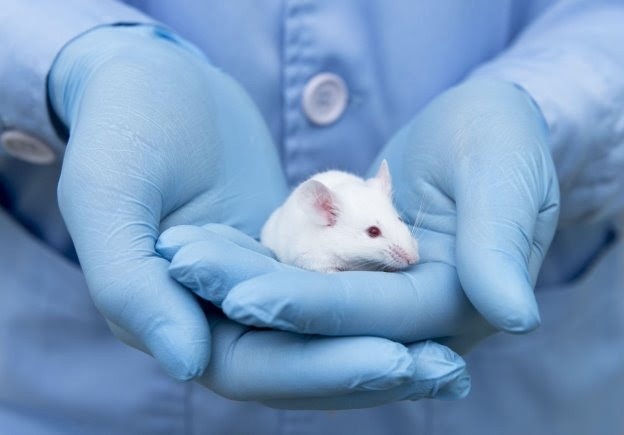 How 3D-Printed Organs Could Reduce Use of Animal Testing in Medical Research