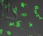 Insights Into A. oligospora’s Carnivorous Feat on Worms