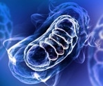 New Insights Into the Role of Mitochondria in Aging