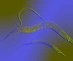 Unraveling the Molecular Basis of SIDT1 and SIDT2 in C. elegans