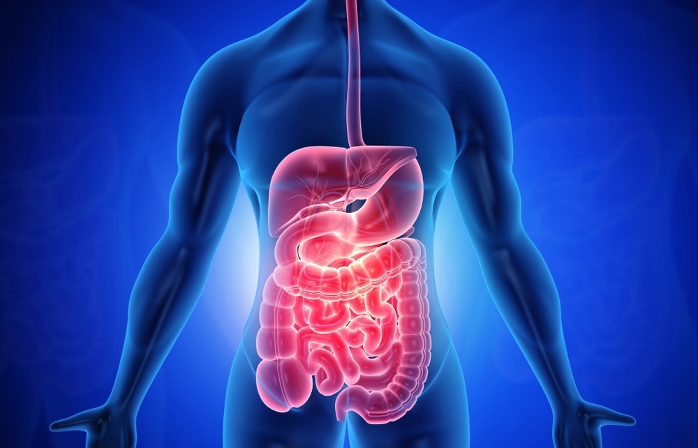Anatomy of human body with digestive system. 3d illustration