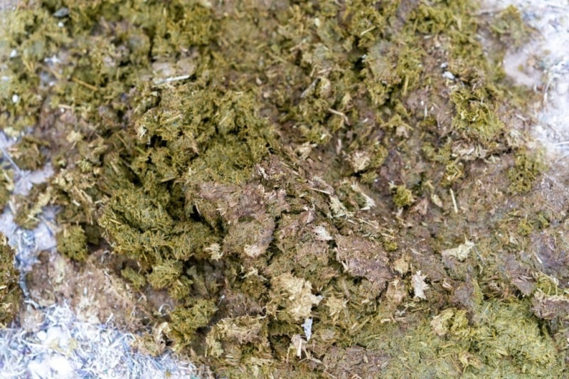 Converting Dairy Manure into Livestock Feed with Black Soldier Flies