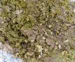 Converting Dairy Manure into Livestock Feed with Black Soldier Flies