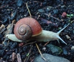 Uncovering Surprising Defense Mechanism in Karaftohelix Snails