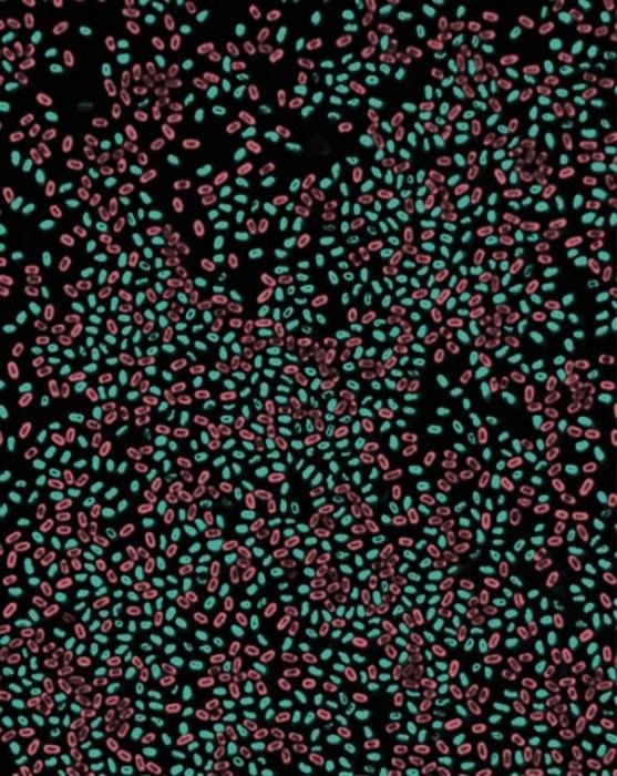The Extraordinary Genetic Memory System of Dormant Bacterial Spores