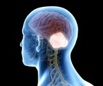 Unveiling the Role of the Cerebellum in Human Cognitive Evolution