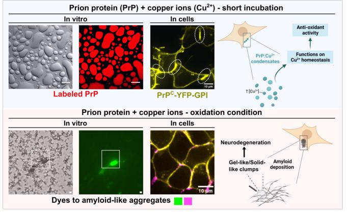 Prion Protein Forms Dynamic Liquid Condensates to Regulate Copper Ions