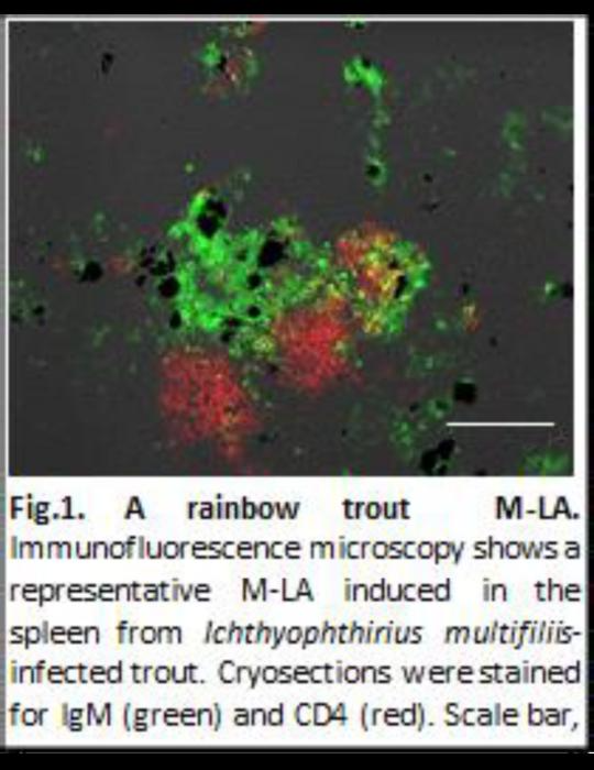 Revolutionizing Fish Immunology: A Paradigm Shift in Antibody Responses