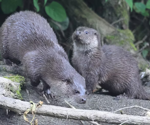 Genetic Insights into Otter Population Decline and Recovery