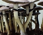 Unraveling the Genomic Secrets of Magic Mushrooms