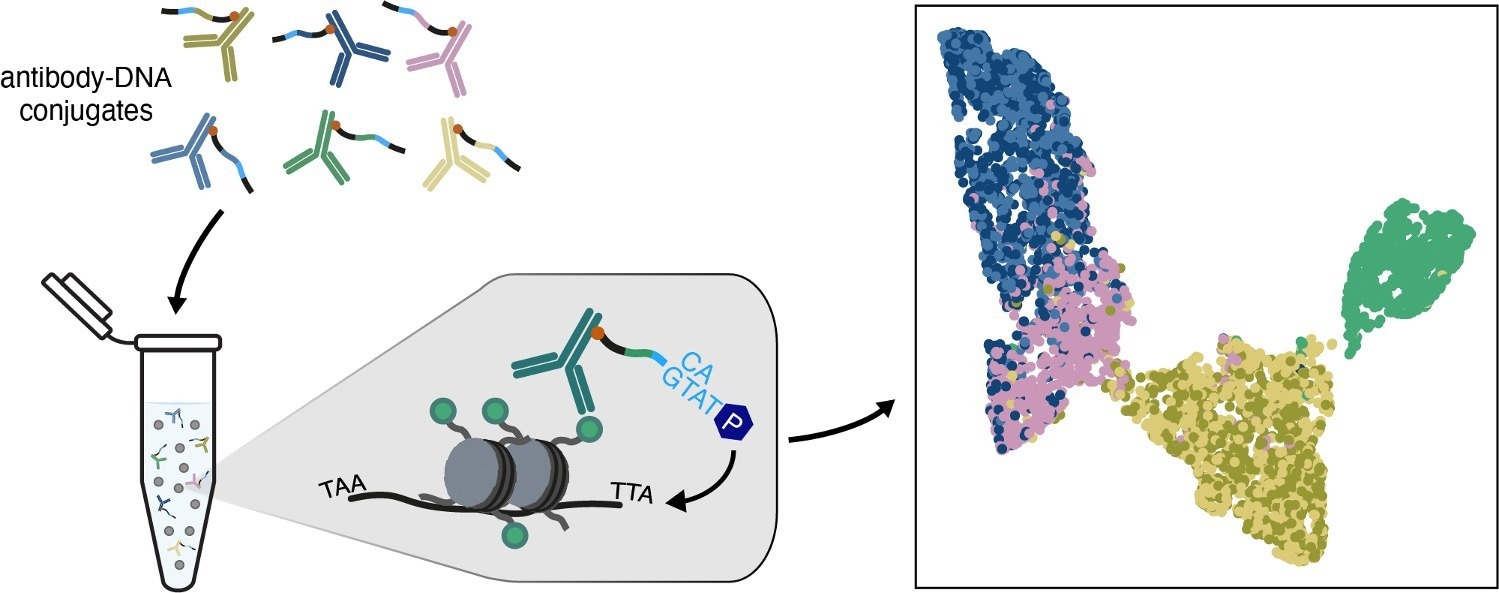 Unraveling the Complexities of Gene Regulation with MAbID
