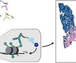 Unraveling the Complexities of Gene Regulation with MAbID