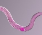 AI Helps Scientists See Neurons in Moving Animals