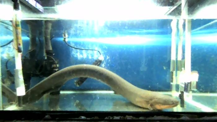 Revealing Electric Eels